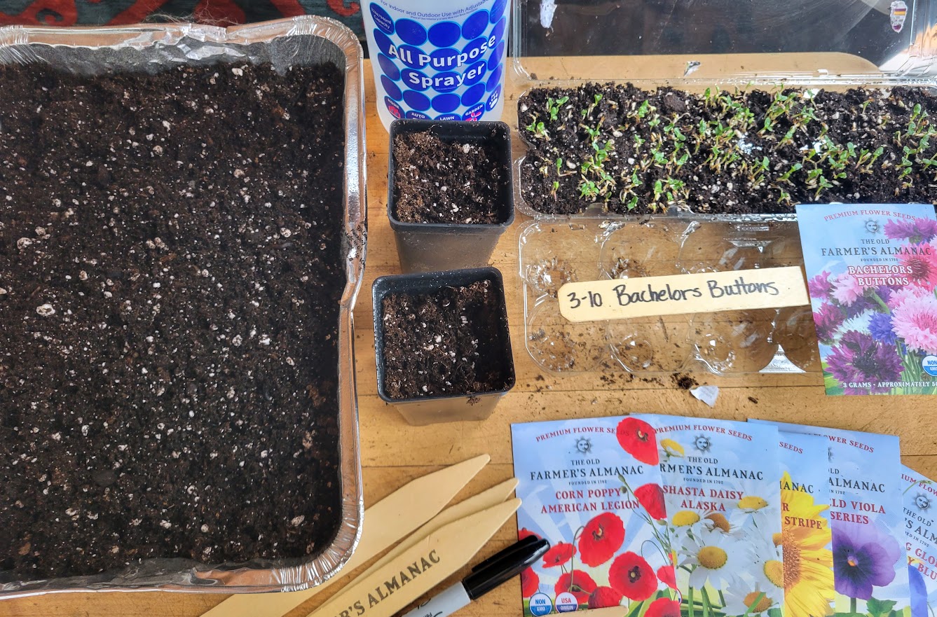 Starting Flower Seeds Indoors A Step By Step Guide Almanac